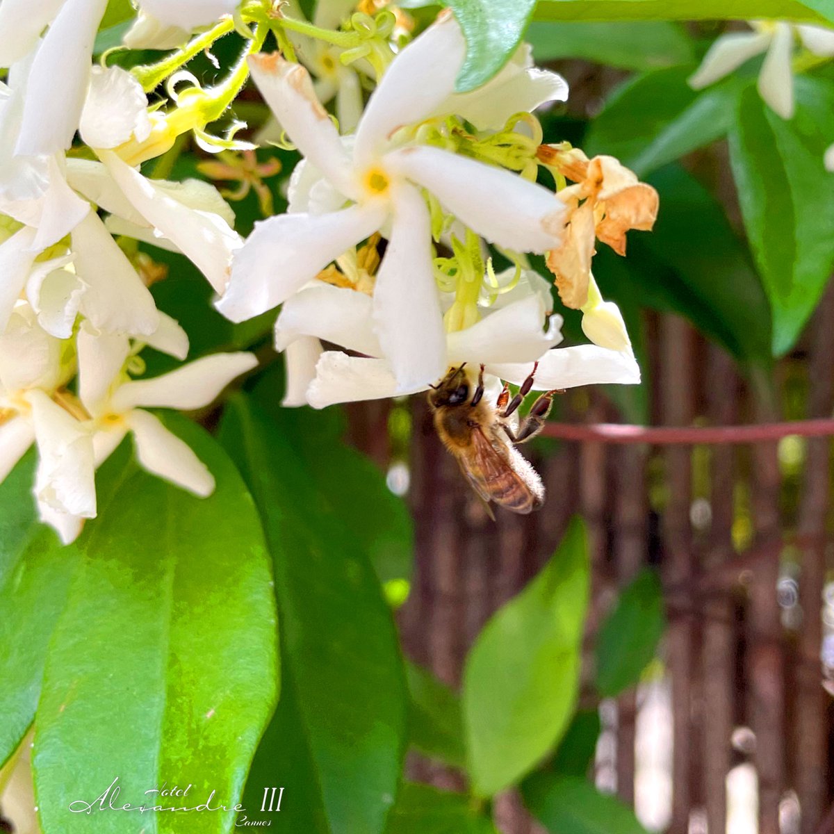 Au travail. #autravail #lundi #commelesabeilles #cotedazurfrance #cannes #cannes2024 #bienvenueacannes #rendezvousacannes #onatousbesoindusud #cannessoleil #bees #busybee