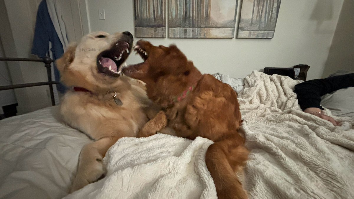 Place your bets now. It’s time for Round 645462910746573 of #BiteyFace! Who will win? Who will also win? Everyone wins! #LetsGetItOn #SiblingLove #BestFriendsForever

#DogsOfTwitter #GoldenRetrievers