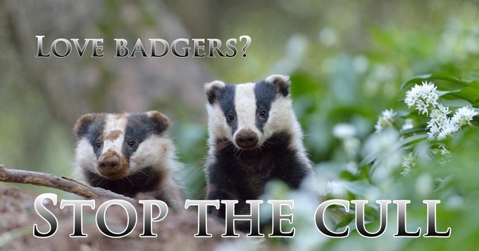If you care about our native British #wildlife:
this ancient species, although much-loved, is also so persecuted that it had to be granted 'protected' status (but not from Tories & NFU!)
Labour: honour your previous pledge to #stopthecull
✏️protectthewild.org.uk/badger-petitio…
#badgermonday🦡