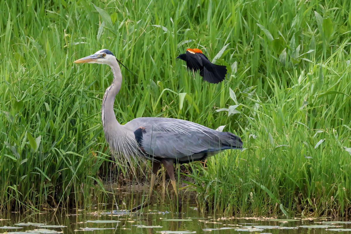 The Great Blue Heron being harassed by the red-winged blackbird.