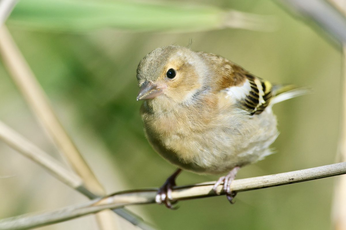 Giles Greenwood (@giles_greenwood) on Twitter photo A chaffinch observing me at @E17Wetlands today
@WildLondon <a href="/Team4Nature/">Team4Nature</a> <a href="/NatureUK/">NatureUK</a> <a href="/Natures_Voice/">RSPB</a> <a href="/LeeValleyPark/">Lee Valley Park</a> A chaffinch observing me at @E17Wetlands today
@WildLondon <a href="/Team4Nature/">Team4Nature</a> <a href="/NatureUK/">NatureUK</a> <a href="/Natures_Voice/">RSPB</a> <a href="/LeeValleyPark/">Lee Valley Park</a>