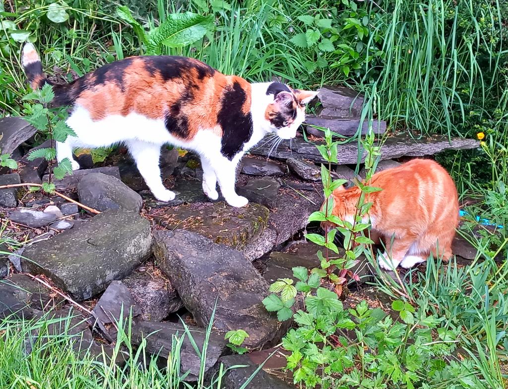 I can hear it Bella. Thomas explains to his sister that the frog is in the well & he can't lift the capstone. #hedgewatch
