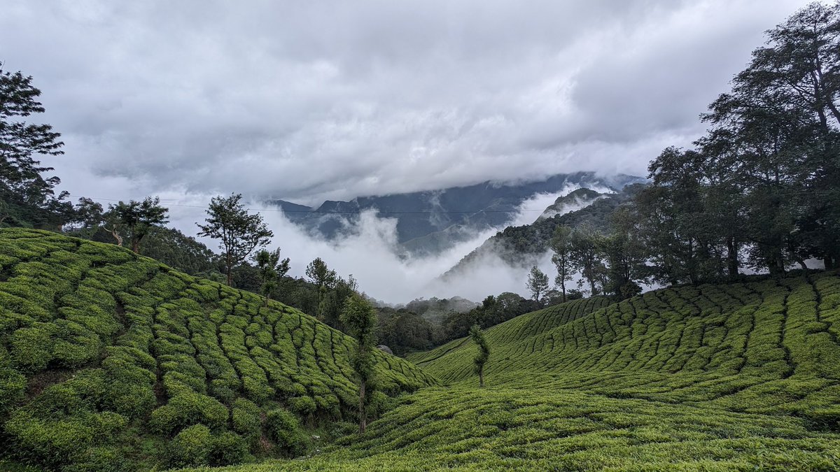 arjunshine1's tweet photo. Fog descending through tea plantations of the western ghats #munnar #shotongoogle #googlepixel  #kerala https://t.co/VfeWWB1rSA