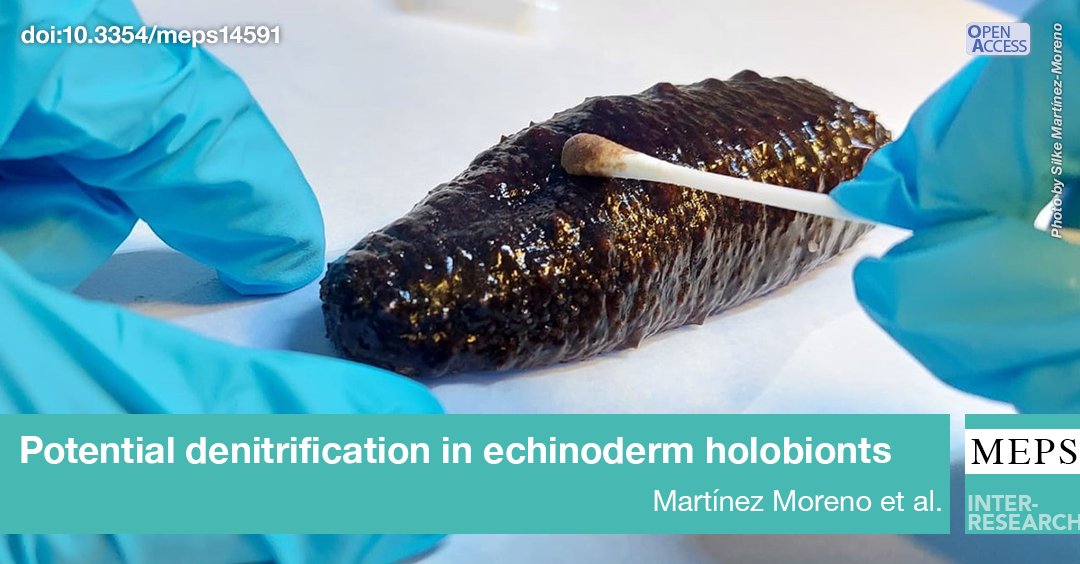 This study describes the subcuticular and biofilm #microbiomes in #Holothuria tubulosa &amp; confirms the presence of #denitrification genes in the biofilm. This suggests this species might provide another #ecosystemservice, reducing nitrogen in coastal areas
bit.ly/meps_736_81