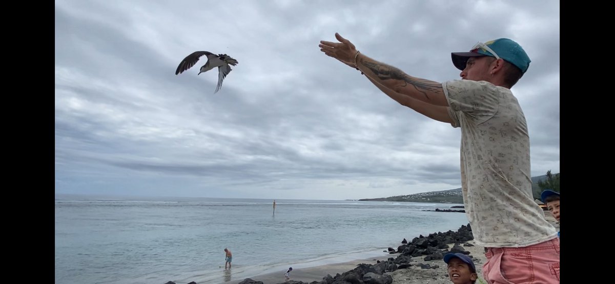 AME974StLeu's tweet photo. Un grand merci à la SEOR pour ce moment inoubliable : un relâché de puffin tropical sur notre #AireMarineÉducative 🌍 après avoir bénéficié d’une intervention en classe sur les oiseaux marins 🦤de la Réunion 🇷🇪 @OFBiodiversite @AcLaReunion https://t.co/tKsasgTTDe