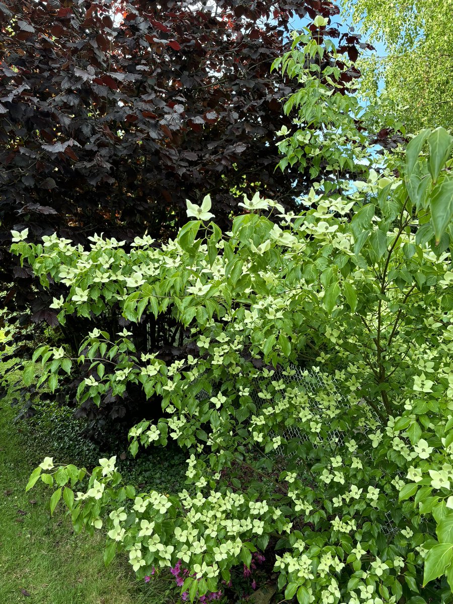 The Cornus Kousa ‘Great Star’ is really beautiful this year and full of flowers of course ! #cornus #cornuskousa