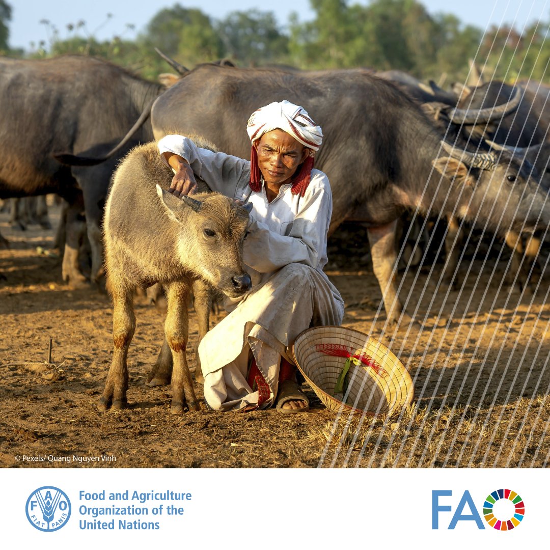 In the face of environmental variability, #pastoralism stands strong, relying on livestock mobility and traditional know-how. ⏳ It's time to recognize and invest in this resilient practice as a key strategy against the impacts of #ClimateChange! ➡️ fao.org/newsroom/story…