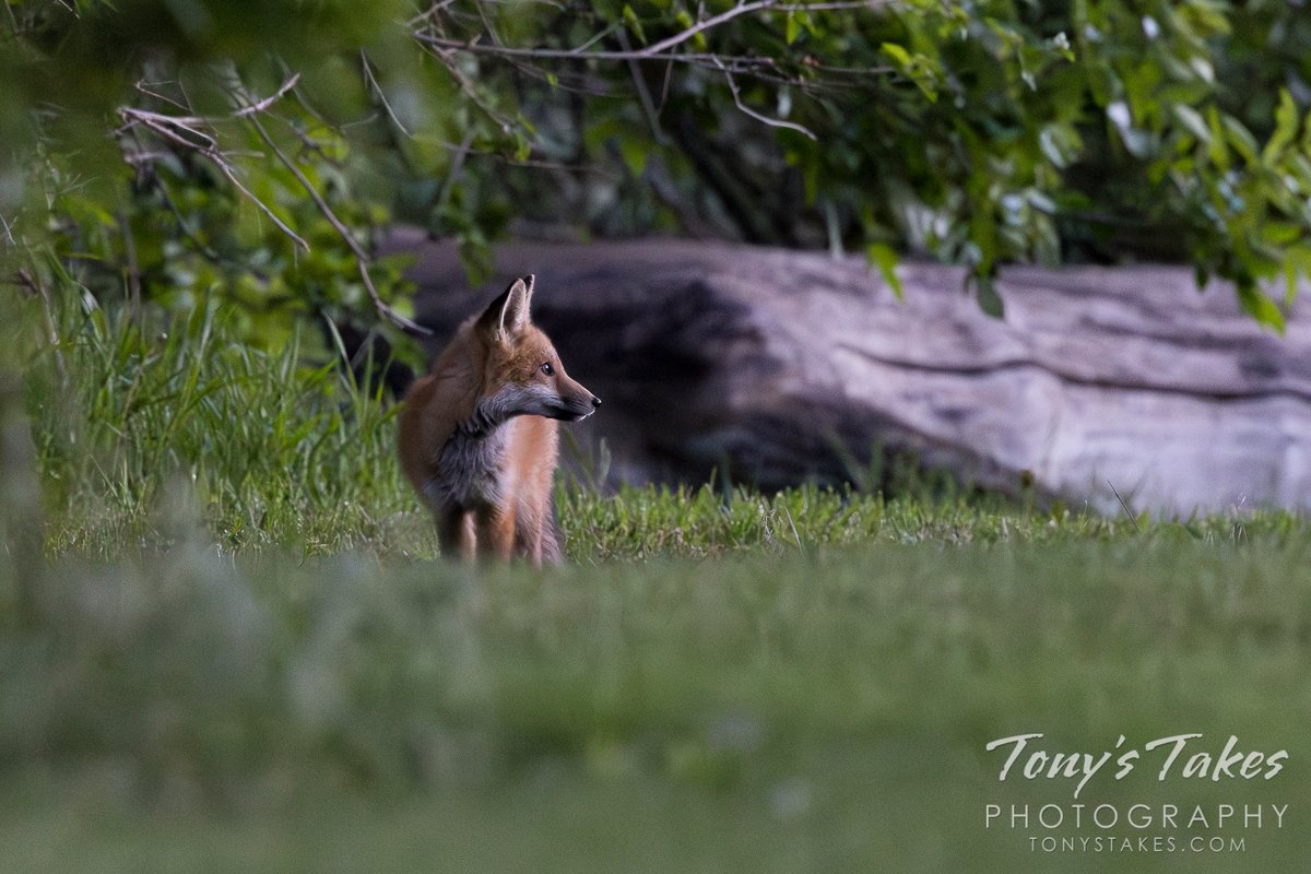 Red fox kit looks into the pre-dawn light. It was 10 minutes before sunrise so I didn't think this capture came out. In the end, I think I like it a lot. Quite a cutie! #fox #foxkit #kit #wildlife #wildlifephotography #Colorado #GetOutside