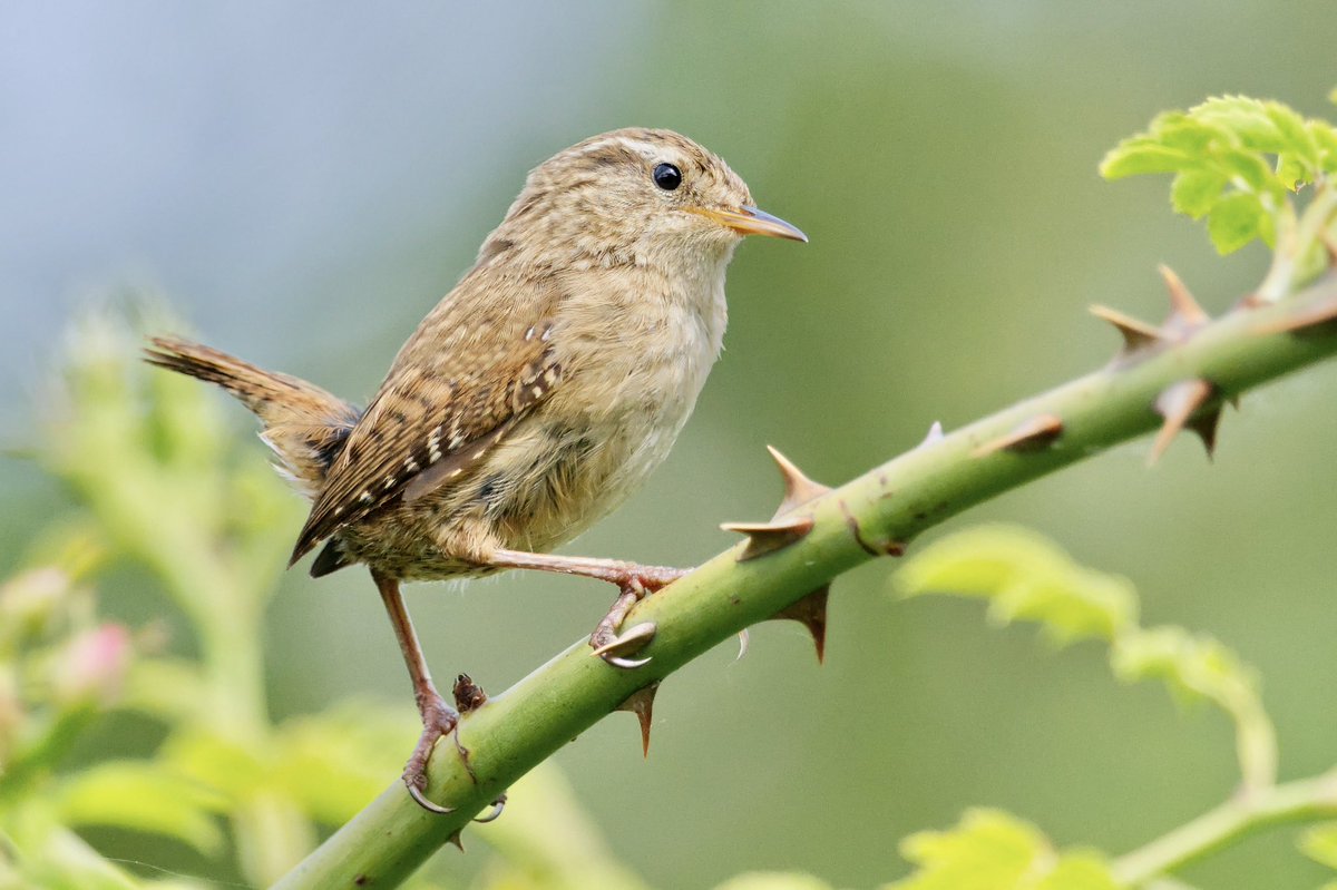 Giles Greenwood (@giles_greenwood) on Twitter photo A lovely wren at @E17Wetlands this morning
@WildLondon <a href="/Team4Nature/">Team4Nature</a> <a href="/NatureUK/">NatureUK</a> <a href="/Natures_Voice/">RSPB</a> <a href="/LeeValleyPark/">Lee Valley Park</a> A lovely wren at @E17Wetlands this morning
@WildLondon <a href="/Team4Nature/">Team4Nature</a> <a href="/NatureUK/">NatureUK</a> <a href="/Natures_Voice/">RSPB</a> <a href="/LeeValleyPark/">Lee Valley Park</a>