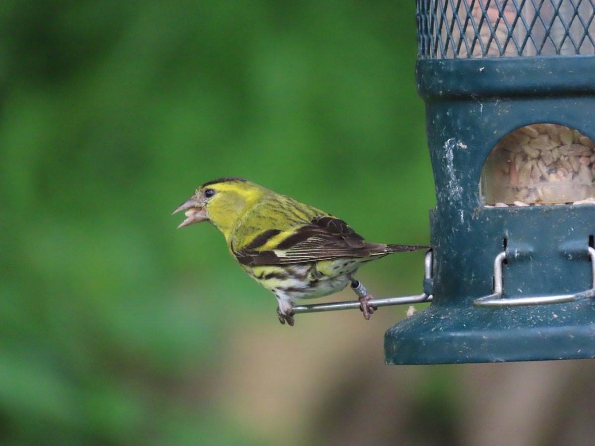 BAD Birders tweet media