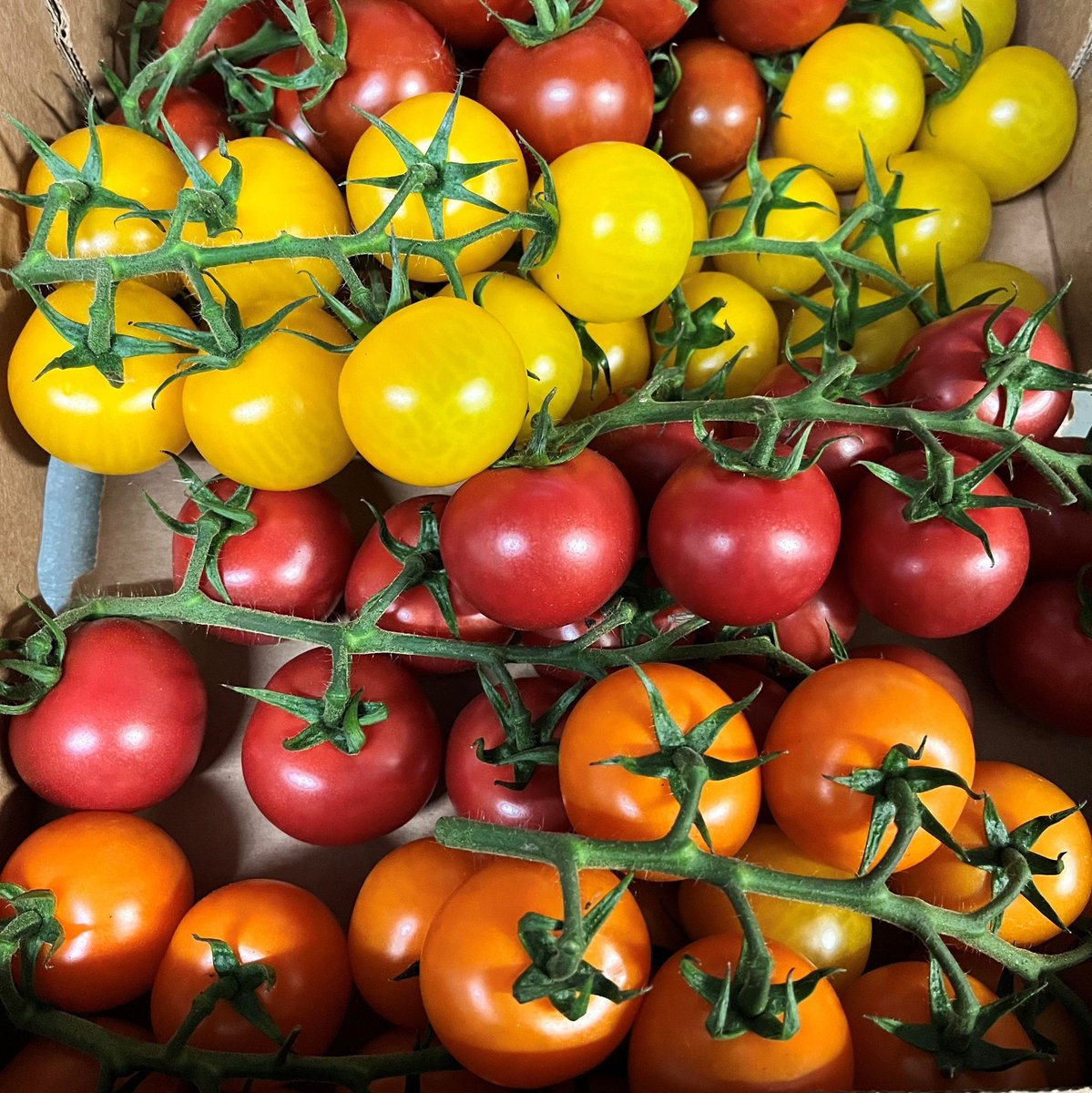 It’s British Tomato Fortnight! 🍅 

Support local farmers and enjoy the taste of British tomatoes. We currently have some amazing Isle of Wight tomatoes available in our specials section - you can choose between mixed cherry vine tomatoes or speciality tomatoes.