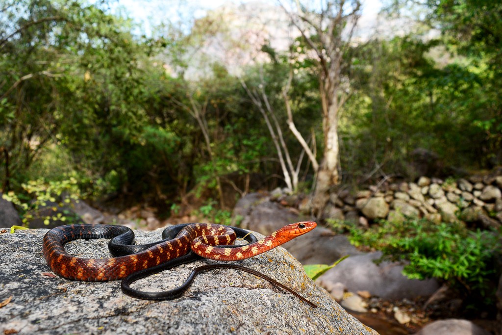 The Orianne Society (@oriannesociety) on Twitter photo Photo of the Month: Check out one of México’s most striking and seldomly seen colubrid species, Clifton’s Lizard Eater (Mastigodryas cliftoni), photographed by Ricardo Ramírez Chaparro.  Thank you for sharing your photo with us!
oriannesociety.org/photo-of-the-m… Photo of the Month: Check out one of México’s most striking and seldomly seen colubrid species, Clifton’s Lizard Eater (Mastigodryas cliftoni), photographed by Ricardo Ramírez Chaparro.  Thank you for sharing your photo with us!
oriannesociety.org/photo-of-the-m…