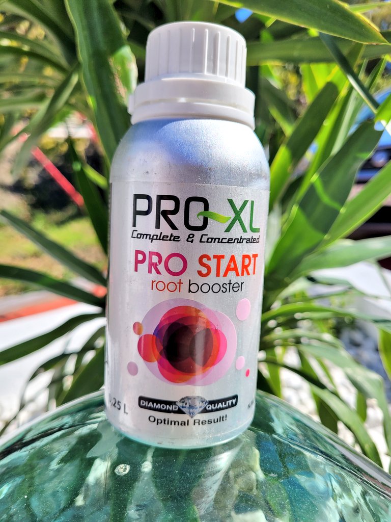 Cambiamos el diseño de nuestros productos para una mejor conservación de los nutrientes. 🌺 PRO-START Root Booster 🌺 El mejor enraizador del mercado. Porque el corazón de tu planta está en las raíces. Raíces sanas, planta sana. 🧑🏻‍🌾 #HorticulturaProfesional #ProXL