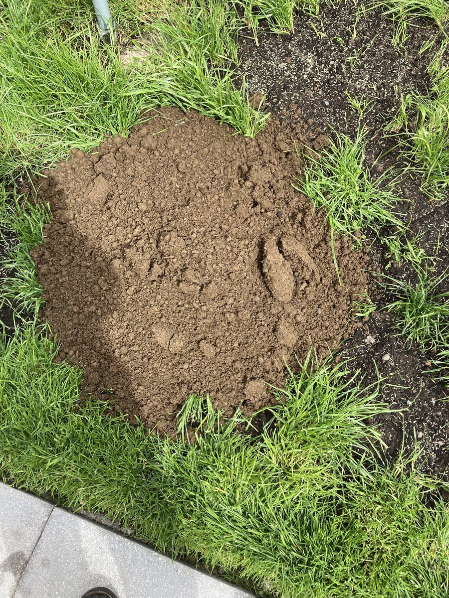 Elaine Gladman tweet media