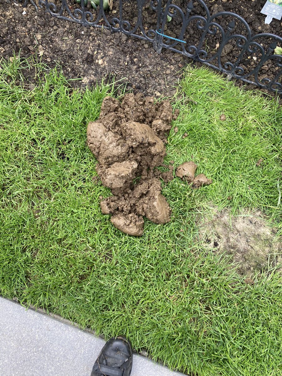 Elaine Gladman tweet media