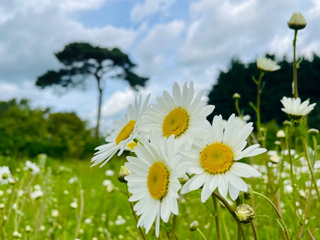 Clouds ☁️ spilling in at Waldringfield now. The oxeye daisies are great this year #wildflowermeadow #loveukweather @metoffice @ChrisPage90 @WeatherAisling