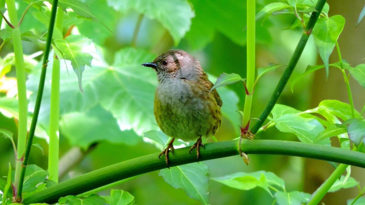 Dunnock