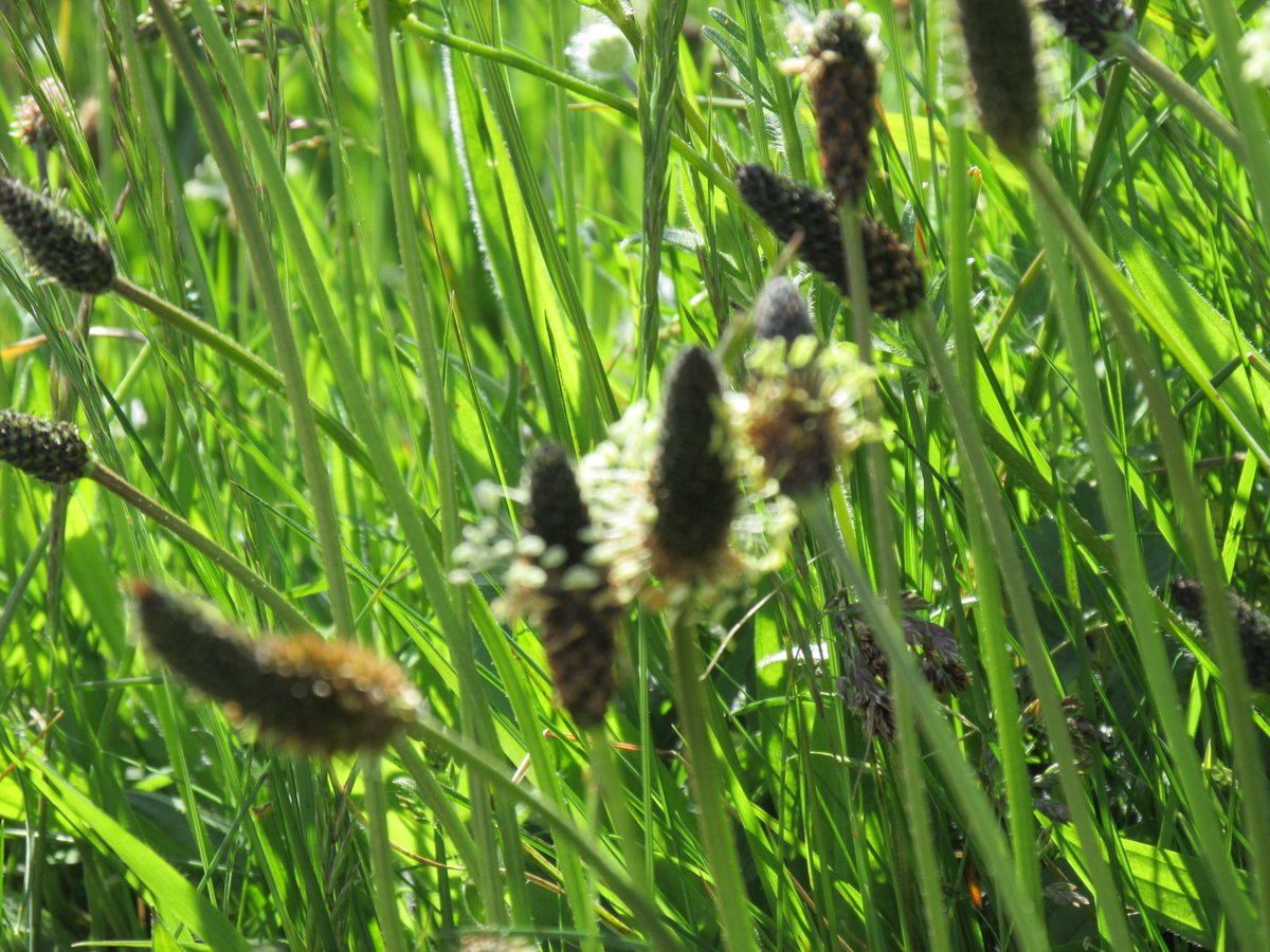 Plantains in late May whispers in the longer grass sunlit flower heads. #Haiku X