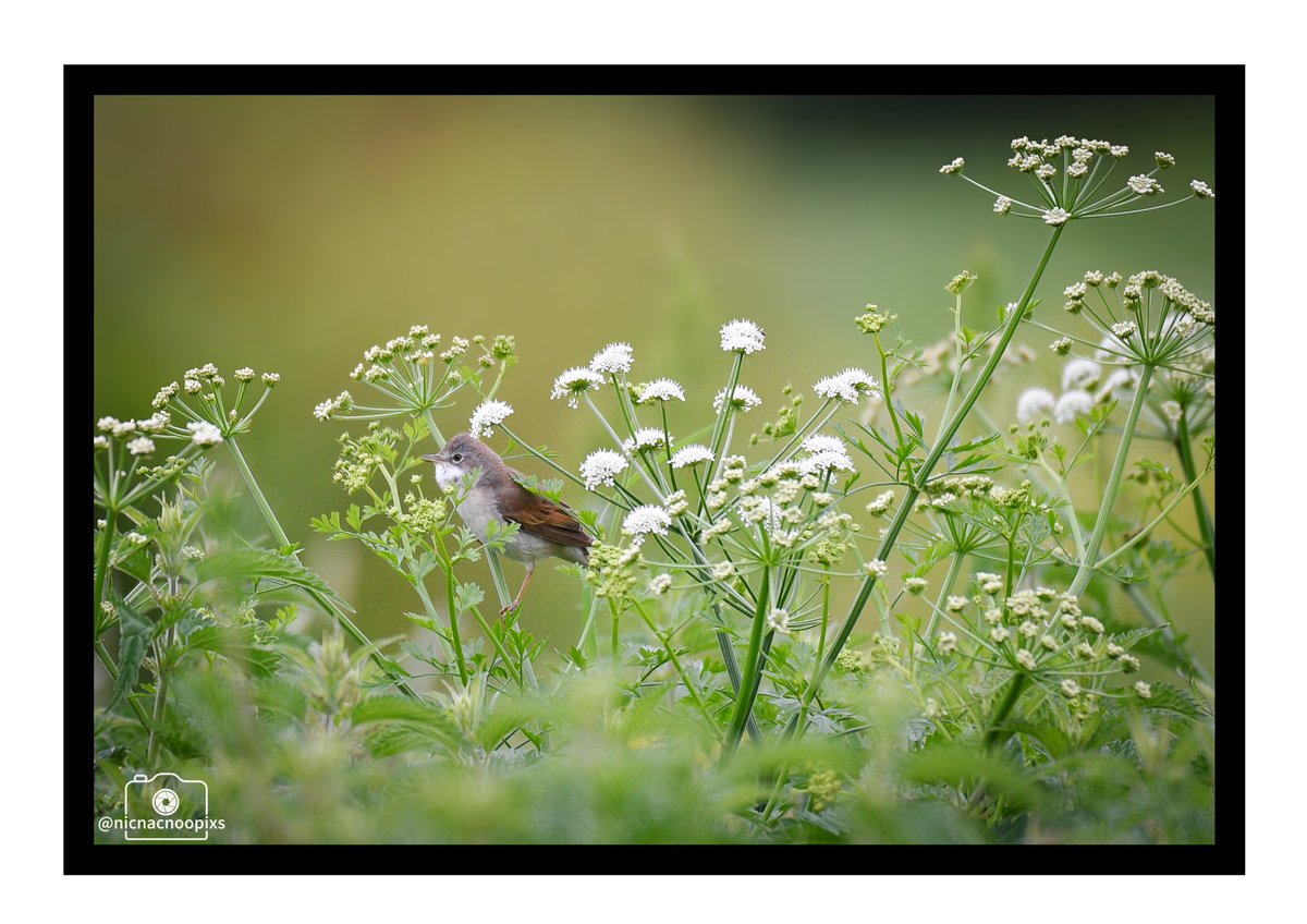 Greater Whitethroats were in fierce  singing competition against each other on the Gwent levels earlier this weekend, great to see such good numbers #gwentlevels #whitethroat