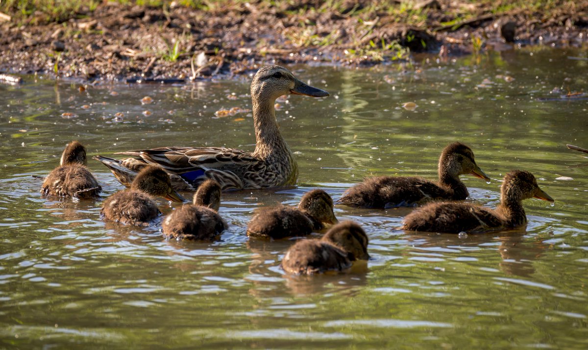 Proud Mum showing off her babies for #MallardMonday Cardiff Bay Wetlands 21-05-24 #TwitterNaturePhotography #TwitterNatureCommunity
