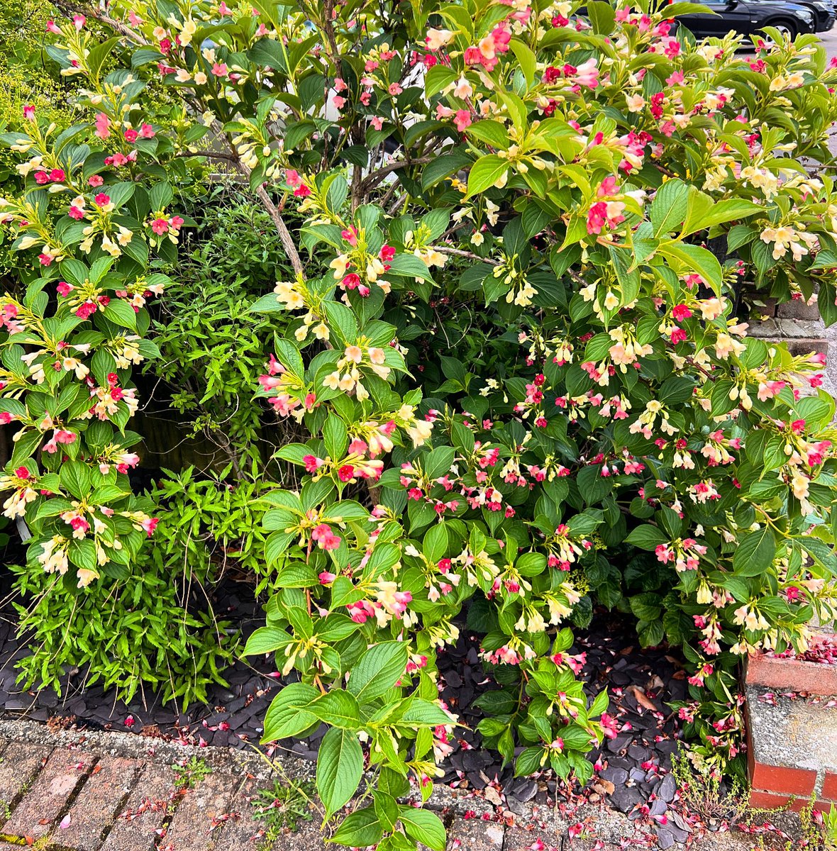 Strawberries & Cream anyone 
🍓🌸🍓🌸🍓🌸🍓🌸🍓🌸🍓🌸

#NannysGardenWorld

Join me 
On Instagram & TikTok 

#Flowers #Garden #GardeningTwitter #PlantingTwitter #BanPlasticGrass #PeatFree #GardeningX 
#StrawberriesAndCream