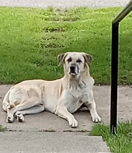 BUDDY RAY IS MISSING DOWNTOWN: last seen at 3rd Ave and 11th Street. He's 110 pounds, you can't miss him. If you've seen or found him please report so here: 
lostmydoggie.com/details.cfm?pe… and/or phone 877-818-0060 and PLEASE RT BUDDY RAY!