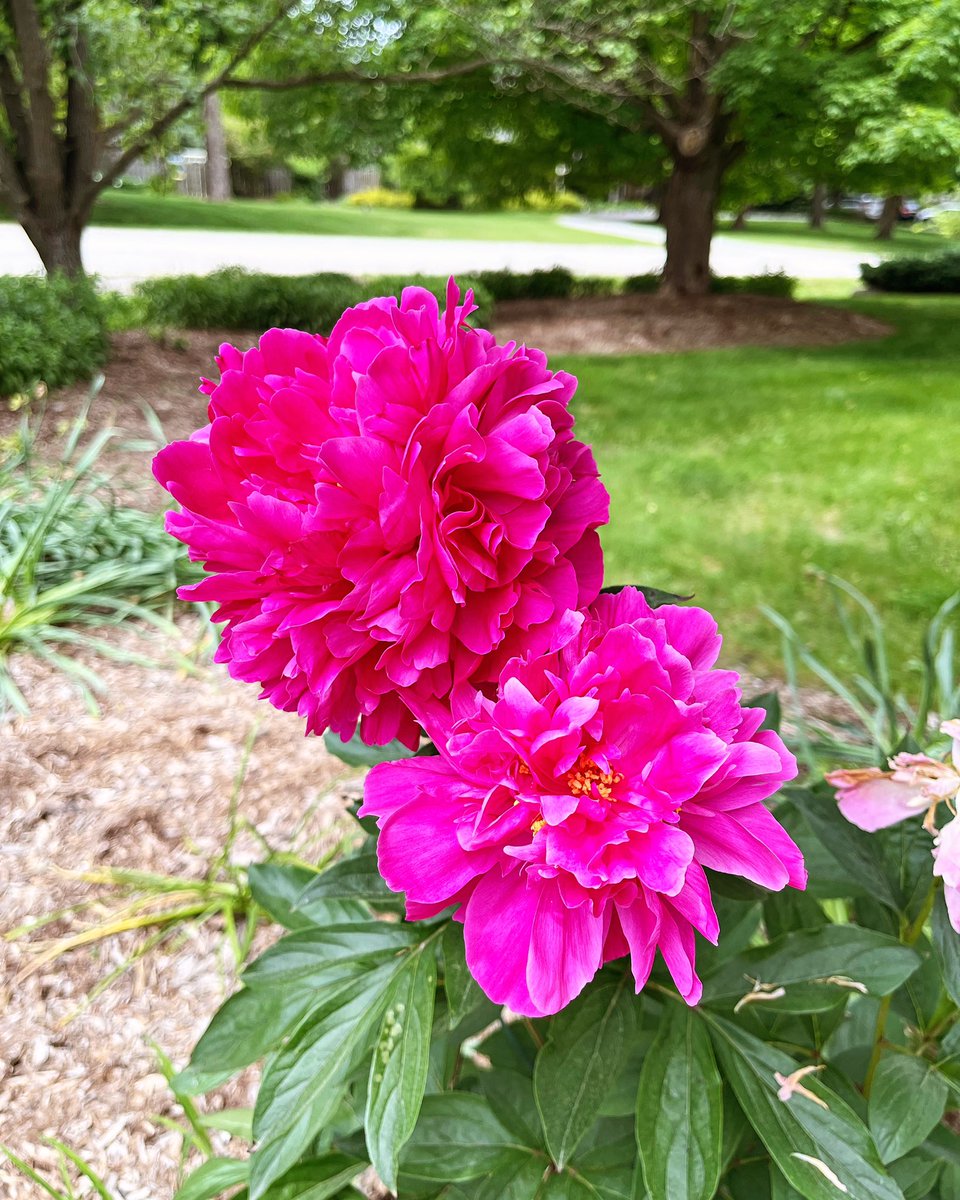 rwestonliterary's tweet photo. Stopping to smell the #peonies before a terrific downpour and enjoying a little extra time away from my desk. As I would remind myself in college when studying philosophy, even Aristotle took breaks. Enjoy the #longweekend, friends! #takeabreak #rwlwritingtip #writingtip https://t.co/4pSiBsbQQJ