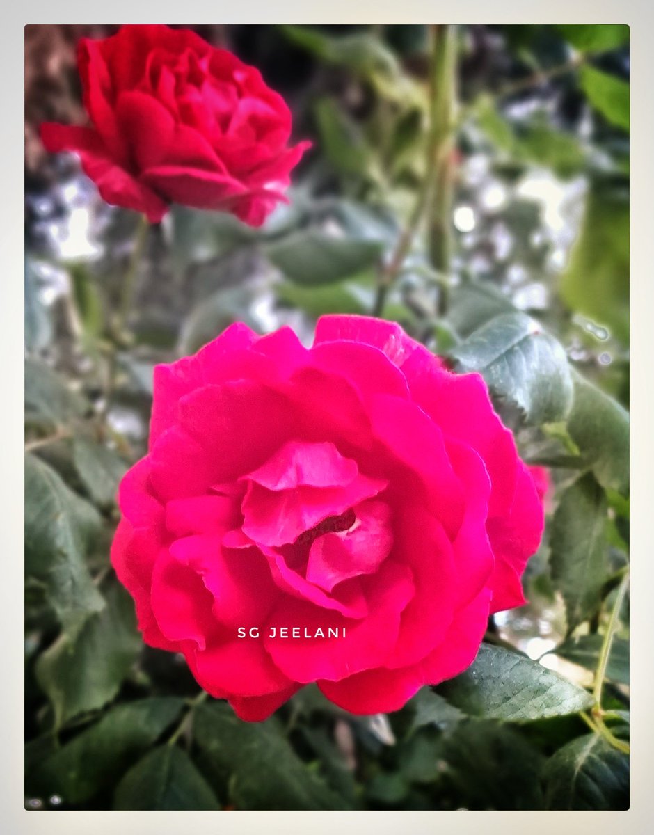 Happy Monday ❤️ 
#Redrose
#wildlife 
#NaturePhotography