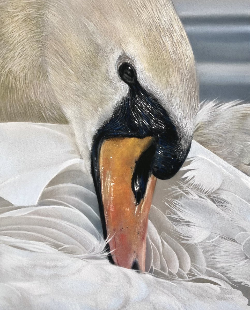 Swan finished!!! Struggled with getting the whites to pop but fairly content with how it's turned out. Hope everyone's well🙂. Pastel pencil and soft pastel on pastelmat.
#art #swan #swans #birds #birdart #pastels #softpastel #softpastels #animals #animaldrawing #animalpainting