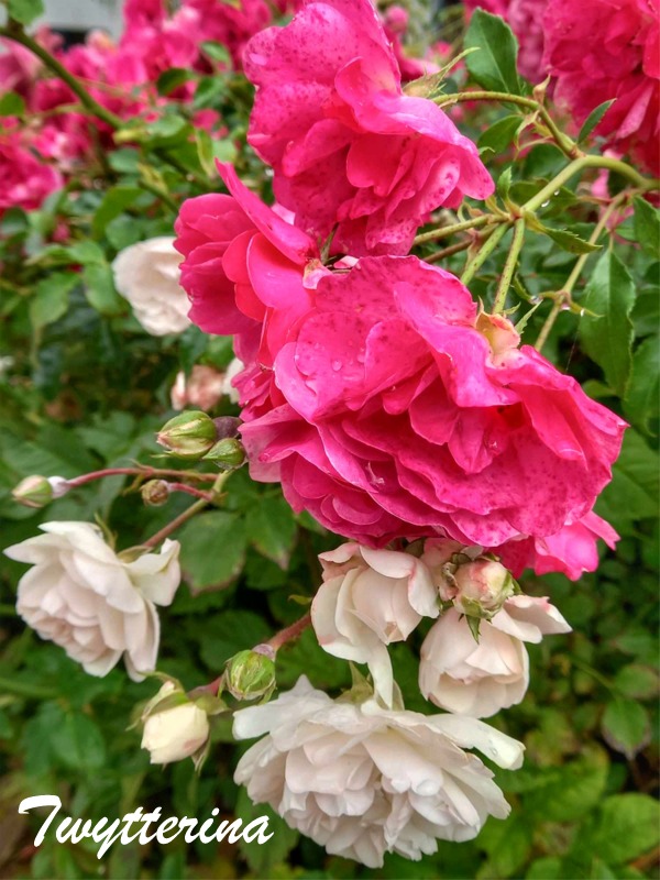 Guten Morgen!

Die Freundschaft und die Liebe sind zwei Pflanzen an einer Wurzel. Die Letztere hat nur einige Blüten mehr.
- Friedrich Gottlieb Klopstock -

Ich wünsche uns allen eine in jeder Hinsicht wunderbar aufgehende Blüte! 👩‍❤️‍👨🌸

#Tagesgedanke #Fotografie