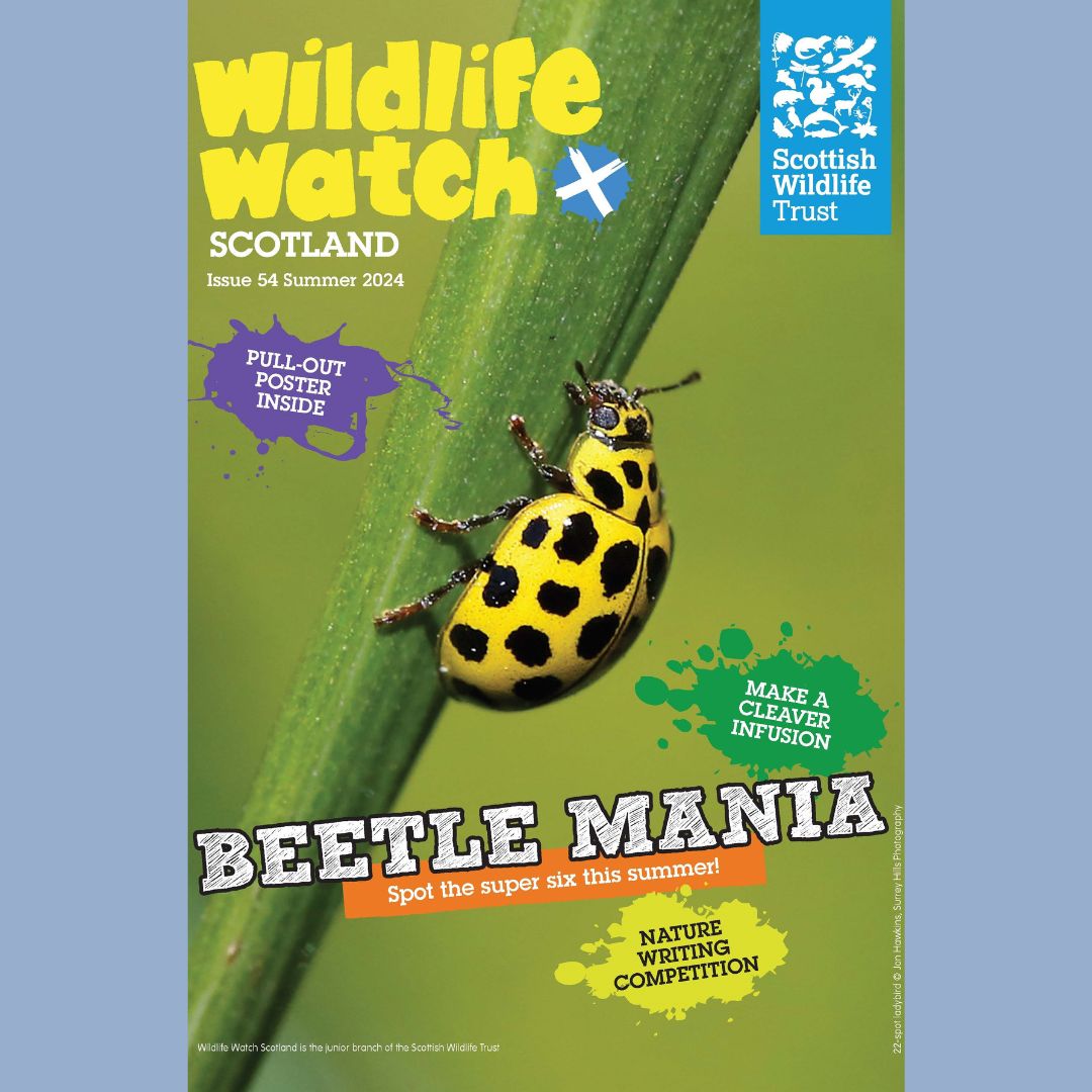 📬Out Now! The summer edition of our Wildlife Watch magazine, for our junior members, will be landing on doorsteps this week. It's full of fun and facts to encourage the whole family to spend more time outdoors. #summer #outdoors #fun #nature #education