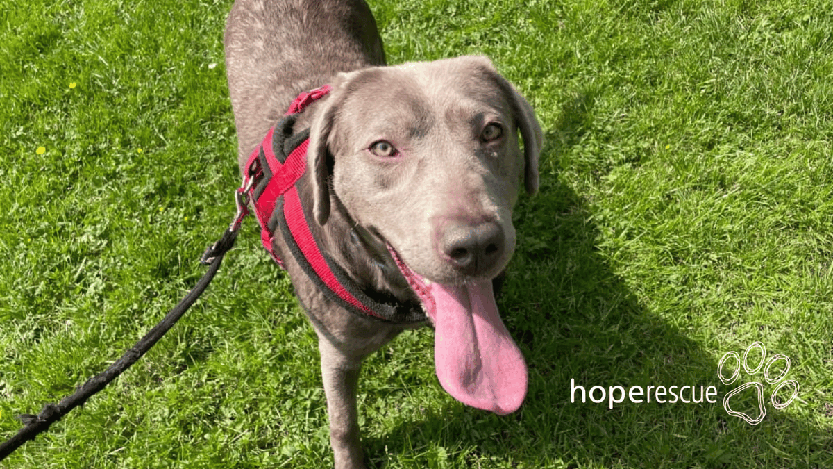 HopeRescue tweet picture