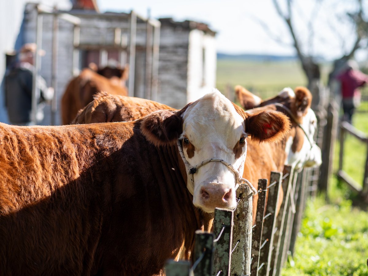 #geneticamarcaelparaiso