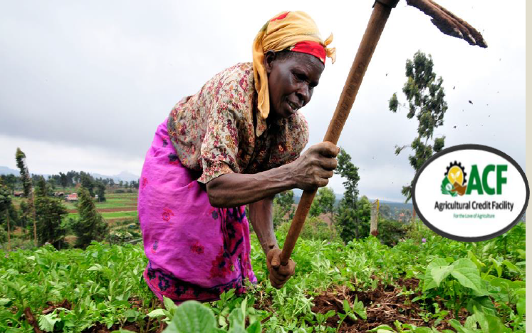 Did you know?

The Agricultural Credit Facility (ACF) was established to provide affordable credit to small, medium and large enterprises engaged in the agriculture value chain to transform the agricultural sector, predominantly comprised of smallholder farmers. #Musevenomics