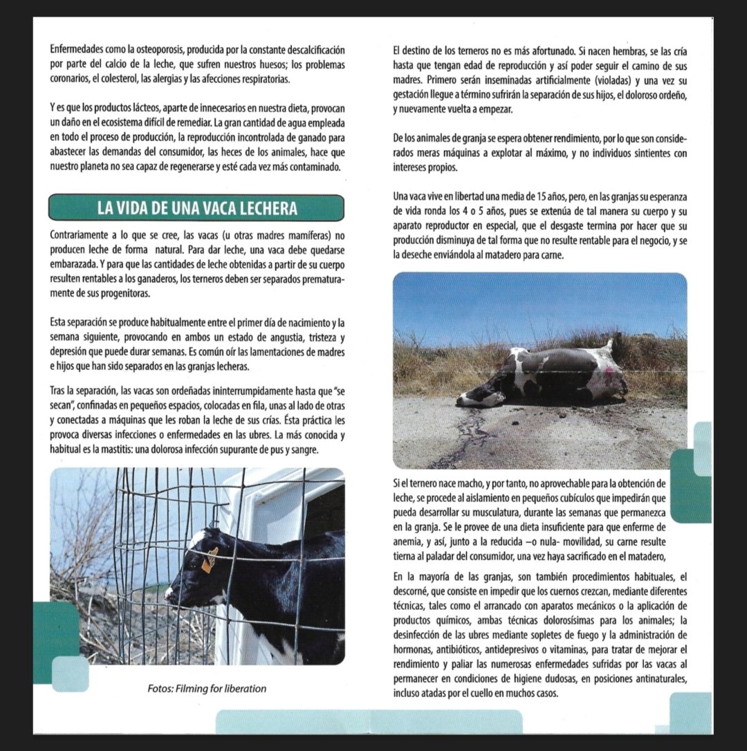 CarmenJavier_'s tweet photo. @ALMAANIMALORG la defensa contra el maltrato que sufren las vacas lecheras en la industria me parece genial y necesario. Pero decir que "el calcio descalcifica los huesos y por eso se produce osteoporosis" no me parece una buena forma de defender vuestra causa. https://t.co/wdHNf48tKK