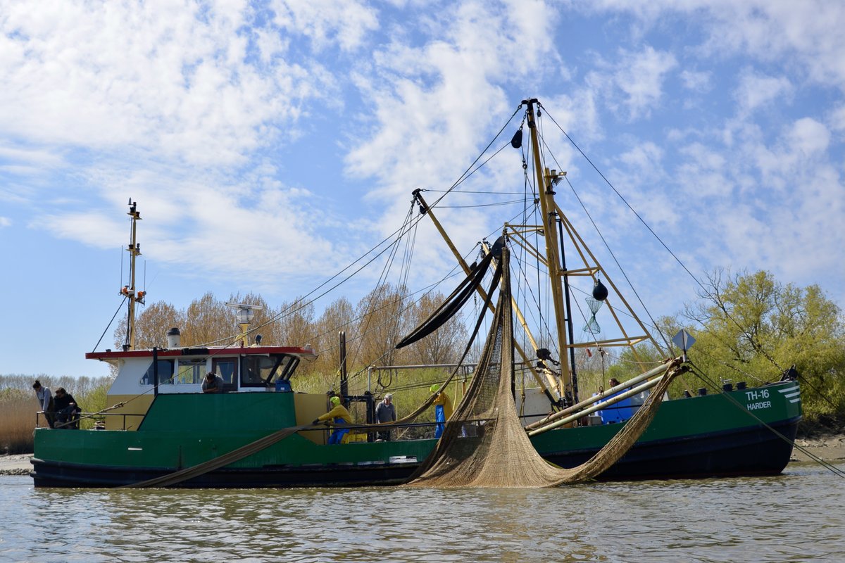Proud to present: 🐟 Chapter 3 of my #PhD --> now available in Science of the Total Environment. Read about how #eDNA metabarcoding can be used to monitor fish communities in the Scheldt estuary! ⚓️

sciencedirect.com/science/articl…

@INBOVlaanderen
<a href="/TEREC_ugent/">TEREC</a> 
<a href="/FWOVlaanderen/">FWO</a>