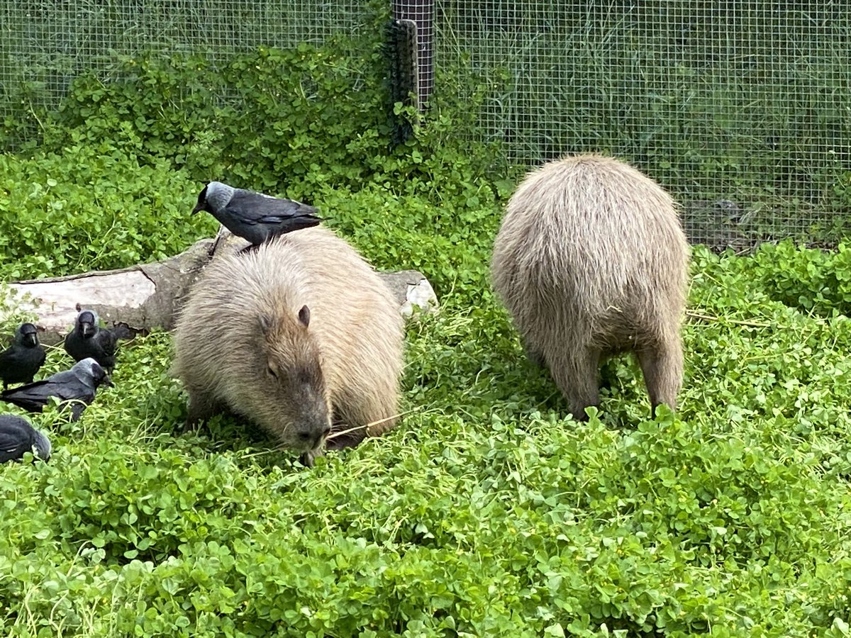 Photos from my day out at Shepreth Wildlife Park today with my family