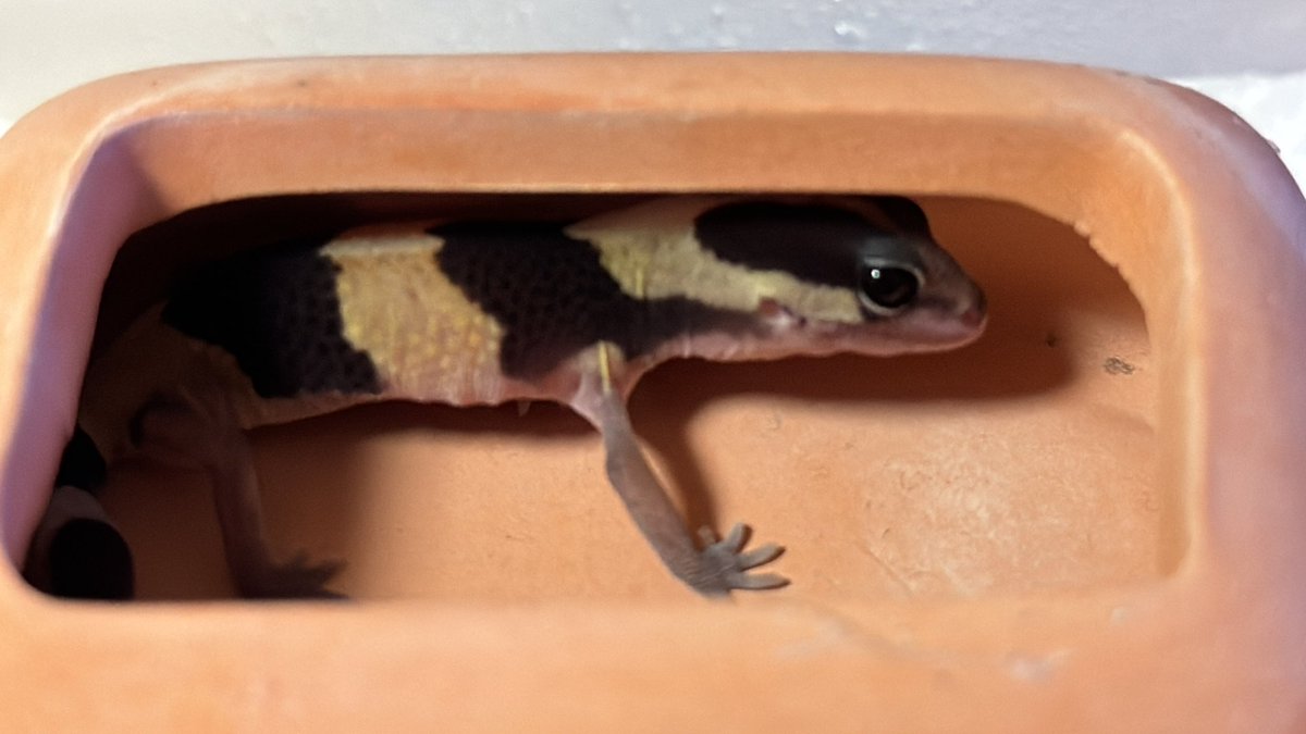#ニシアフ 
#ニシアフリカトカゲモドキ 
5月23日生まれのニシアフベビー
初給仕
イエコのsサイズくらいを2匹ペロリ