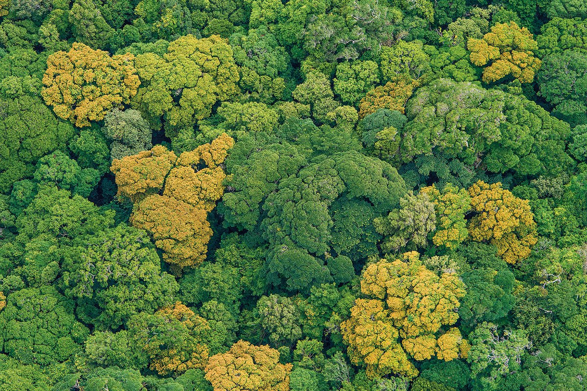 Catch up on @FAO and #CPForests at #UNFF19 in this round up of what happened via @FAONewYork Commitment to supporting accelerated global action to achieve the #GlobalForestGoals 👉 bit.ly/4aKa7AA