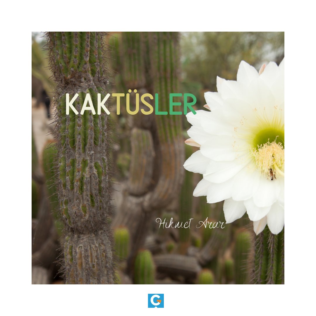 GencCaglayann's tweet image. Hikmet Arar 
Kaktüsler 
Yazının tamamı ve daha fazlası için sitemizi ziyaret edebilirsiniz.
Genccaglayan.com
@genccaglayandergisi
genccaglayan.com/2024/05/kaktus…
#genccaglayan 
#kak
#kaktüs 
#dikenli 
#dikenlibitki