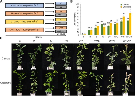 Horticulture Research (@hortres) on Twitter photo Global warming increases plant stress, reducing growth and yield. Our study found that Carrizo citrange regulates RNA metabolic pathways under heat, light, and drought stress, boosting tolerance. #ClimateChange #PlantStres <a href="/OxfordJournals/">Oxford Journals</a>
Details:doi.org/10.1093/hr/uha… Global warming increases plant stress, reducing growth and yield. Our study found that Carrizo citrange regulates RNA metabolic pathways under heat, light, and drought stress, boosting tolerance. #ClimateChange #PlantStres <a href="/OxfordJournals/">Oxford Journals</a>
Details:doi.org/10.1093/hr/uha…