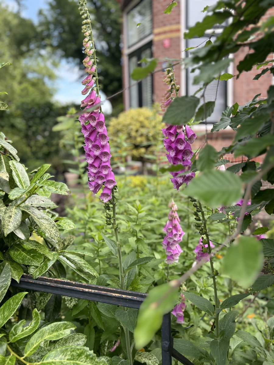 Naar je werk gaan en daarbij ‘uitgezwaaid worden door deze prachtige bloemen in de voortuin 🙂💕

#lovemygarden❤️
#groenetuin
#watbloemendoen