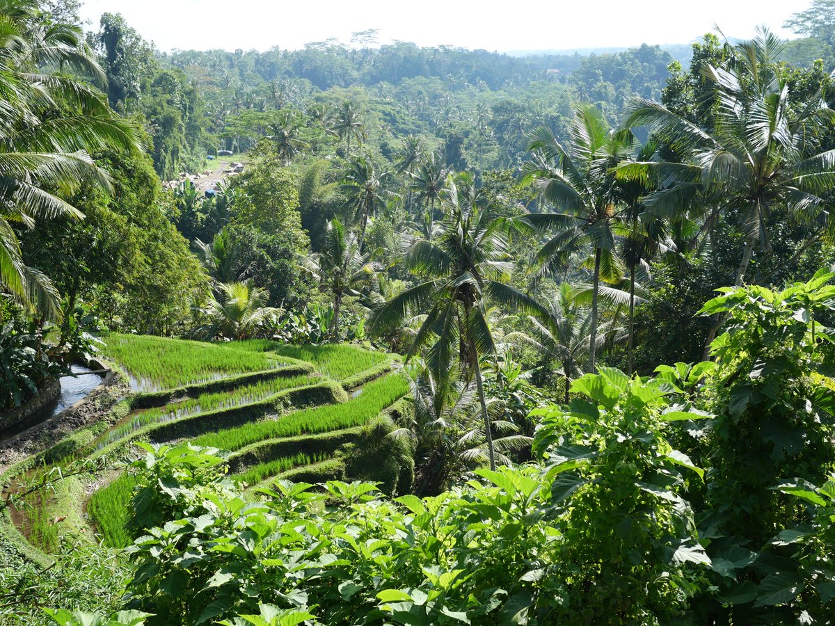 GuideRestos's tweet image. Gunung Kawi Tampaksiring 🇮🇩, très beau site historique dans un magnifique paysage de rizières en terrasse