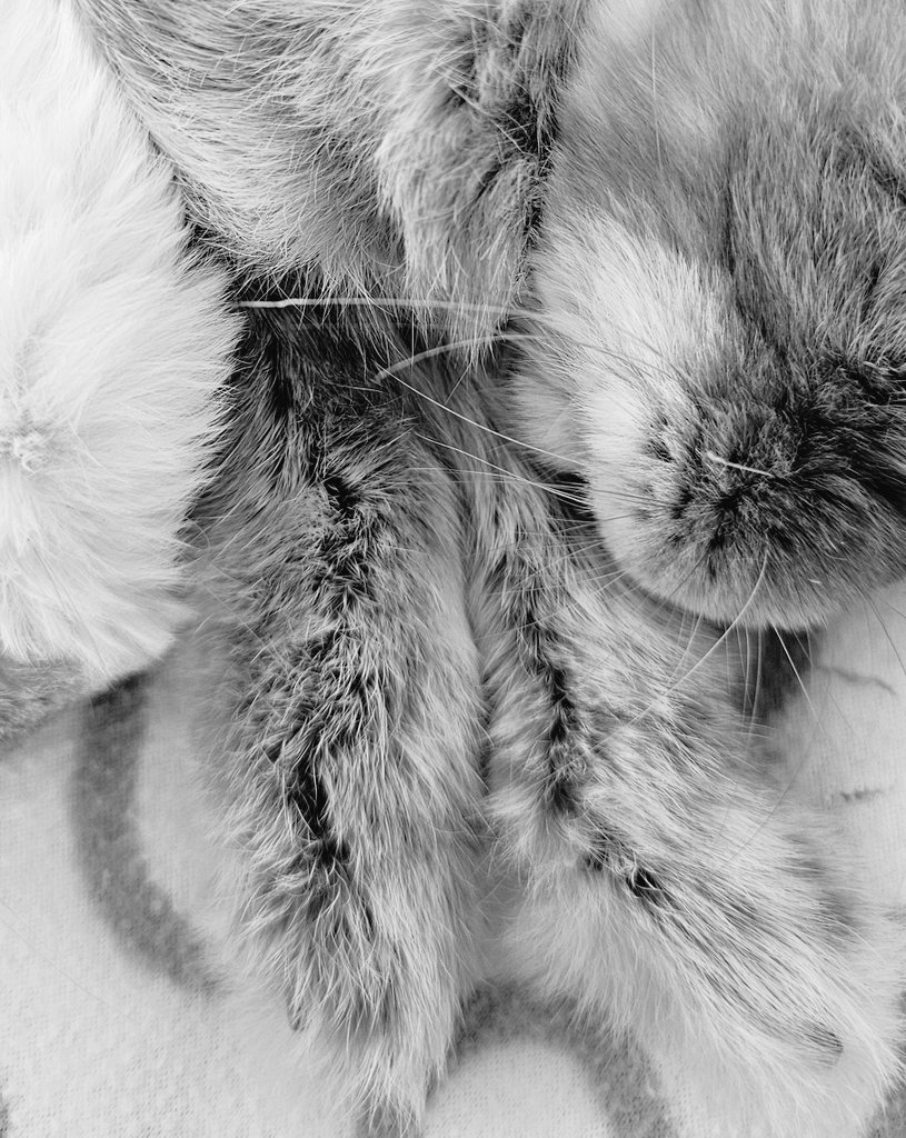Sarah 🐇 tweet media
