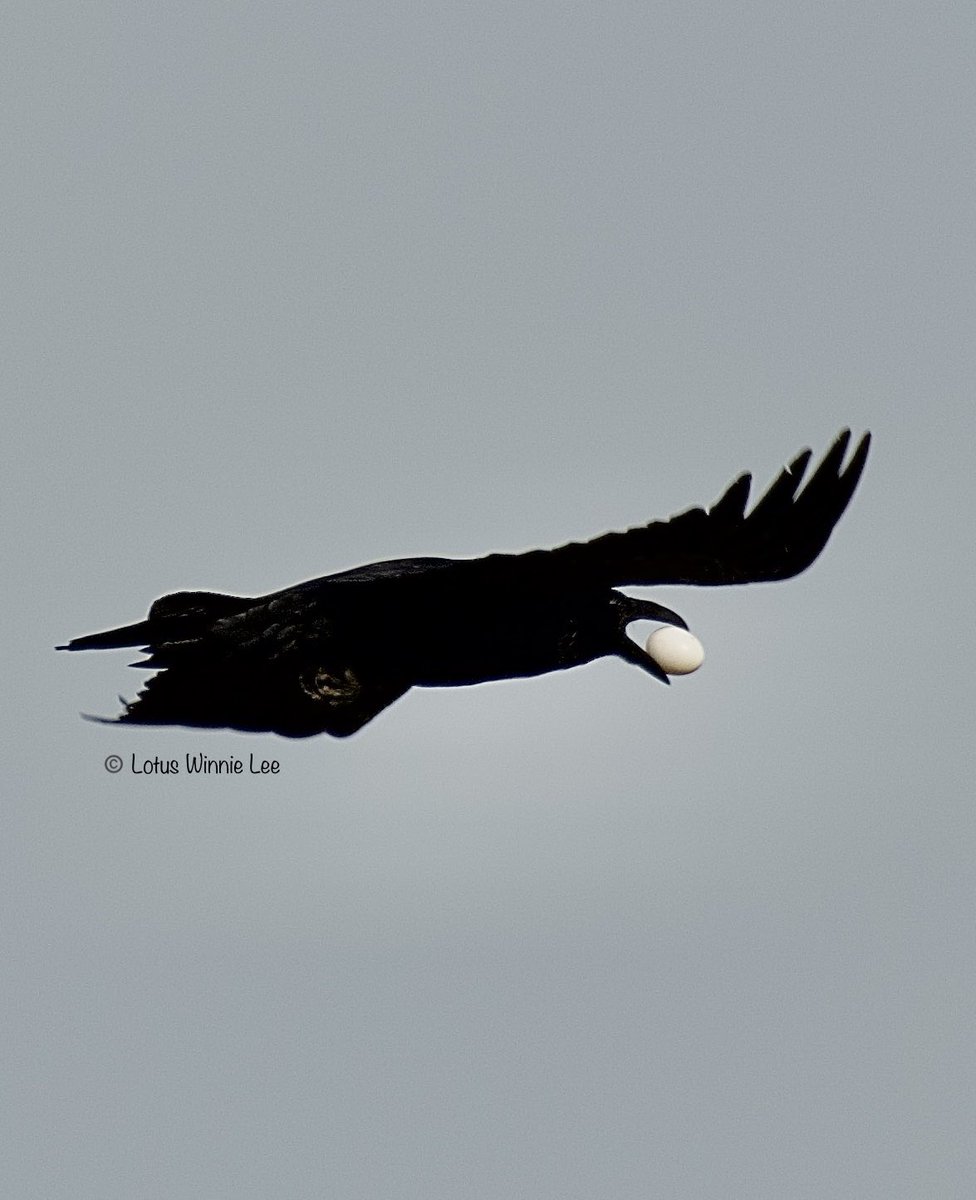 Repost of quick snaps of a COMMON RAVEN flew over Belt Parkway promenade in Bklyn early morning on 11/25/2023. He was vocalizing while flying with a Pigeon’s EGG in his mouth!!! #commonraven #raven #birdwatching #wildlife