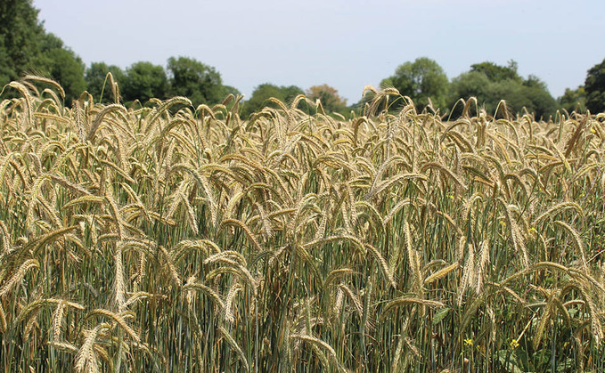 More than 800 #farmers, #agronomists, and #advisors have made use of an online analysis system which considers #crop risks following the turbulent #weather conditions⛈️ 🚜 @ADASGroup #farming #agriculture #farms Read here👇 farmersguardian.com/news/4214435/f…