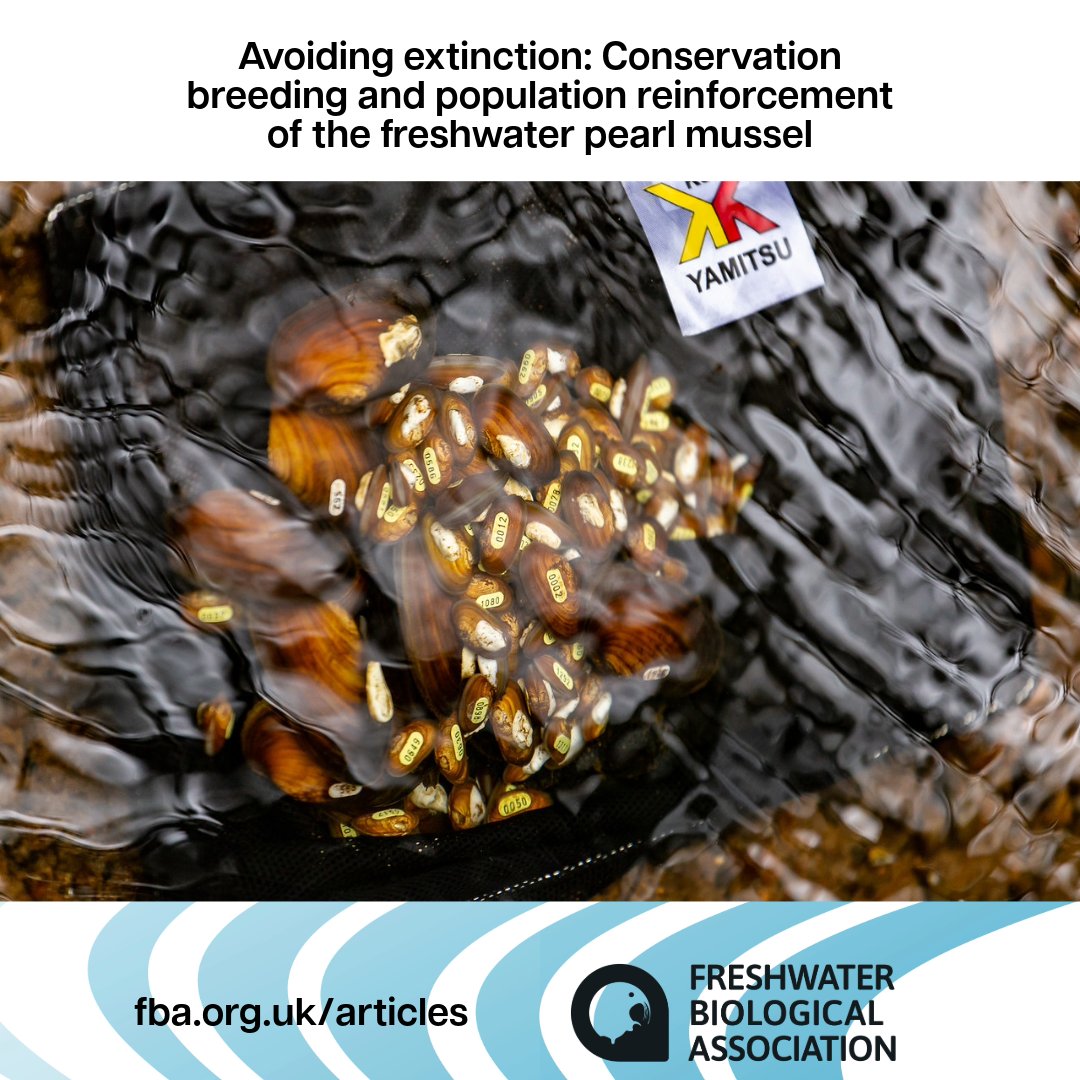 📢In our latest article, @DrLouLavictoire discusses 'Avoiding extinction: Conservation breeding and population reinforcement of the freshwater pearl mussel.' 💙Read it here: fba.org.uk/articles #FreshwaterPearlMussels #MargaritiferaMargaritifera #FreshwaterScience