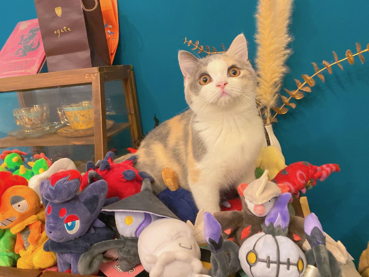 uta_neko__'s tweet image. ポケモンfitを踏み荒らす猫