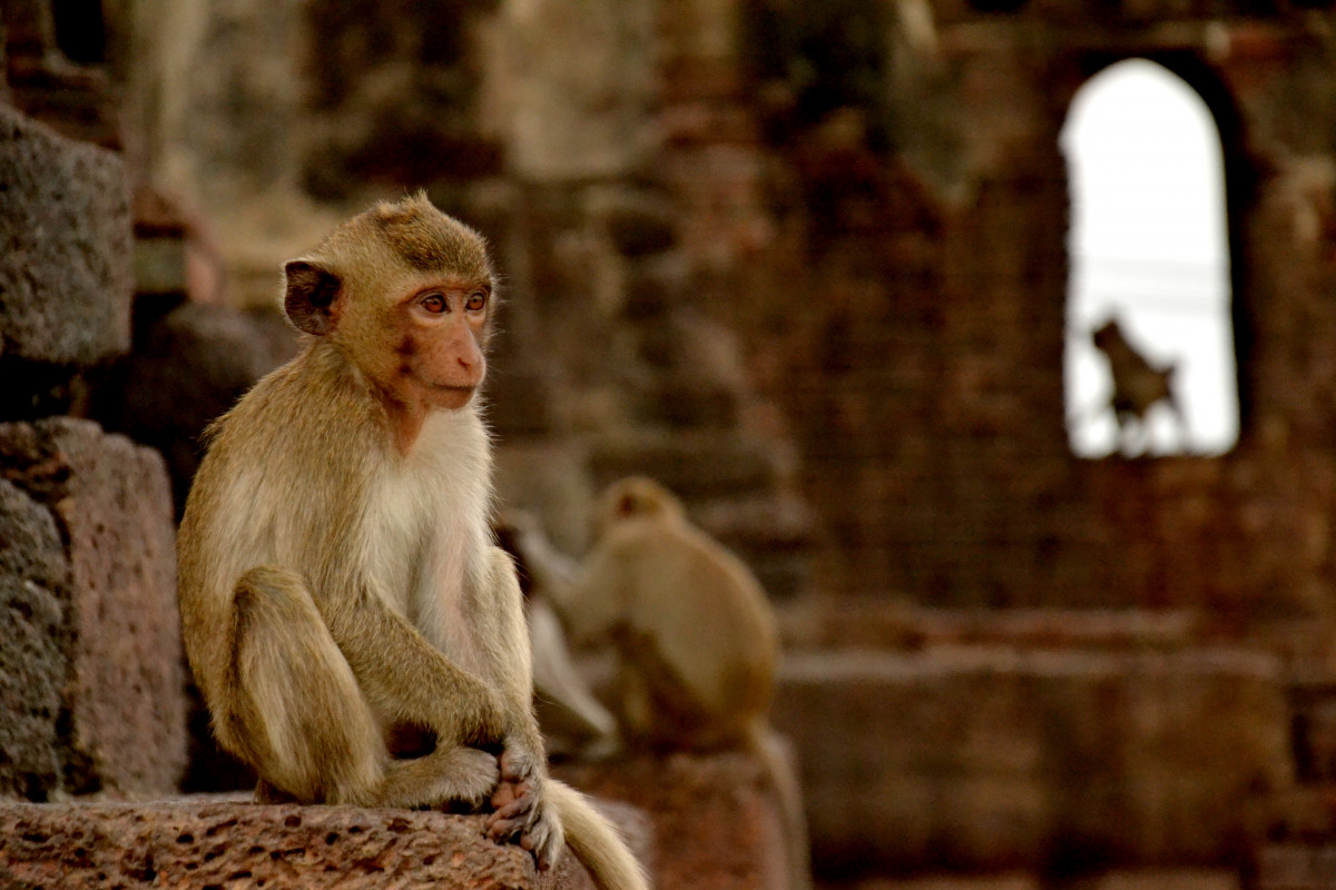 #Destinations #Thailand Lopburi, Thailand, Launches Campaign to Tackle Monkey Invasion dlvr.it/T7S7s8