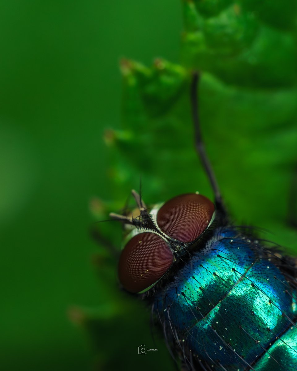 its #MacroMonday so share your beautiful #Macro shots with me... RT all.. 
ohhhh and have a nice day 🤫